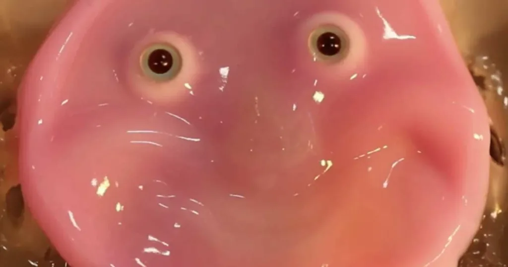 Fețele realizate din „piele vie” vor face roboții să zâmbească la fel ca oamenii 1 piele vie va face roboţii să zâmbească